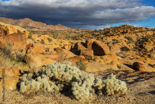 Joshua tree