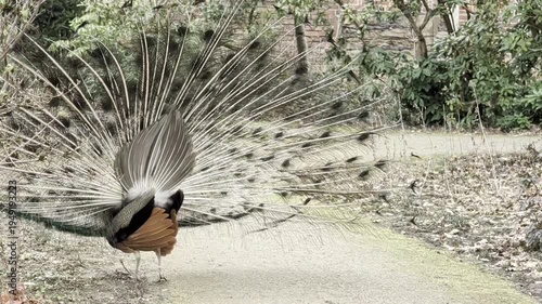 Pfau balzt und schlägt ein Rad