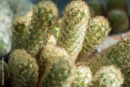 Close-up of Mammillaria elongata cactus. Its distinctive elongated green stems are covered in clusters of bright spines