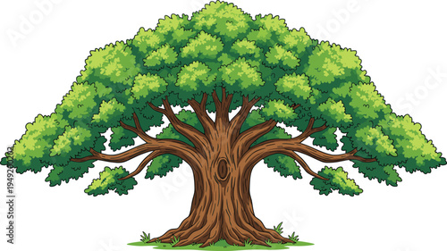 Large lush green oak tree with wide branches and dense foliage isolated on background, detailed nature forest illustration for landscape, environment and botanical design