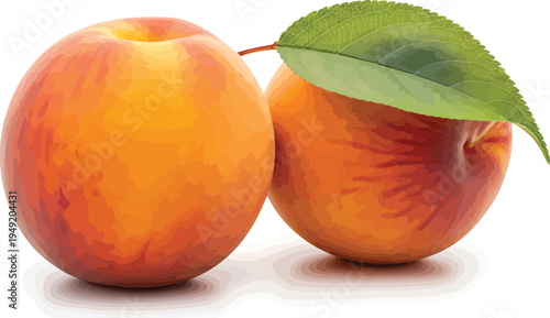 Two Peaches with Green Leaf on White Background