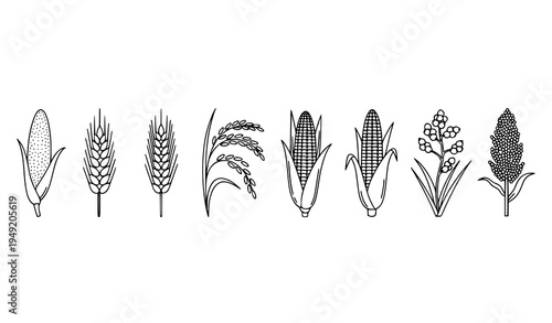 Agriculture cereal grain outline icons wheat rice maize botanical vector set
