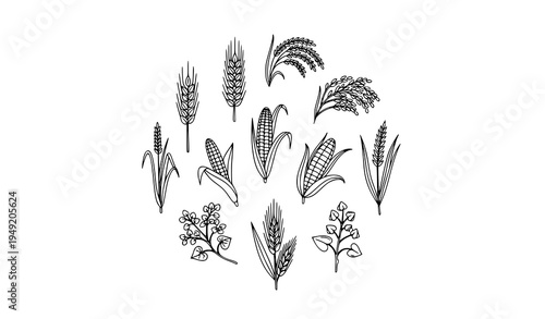 Grain plants doodle icon collection wheat barley rice maize agriculture vector