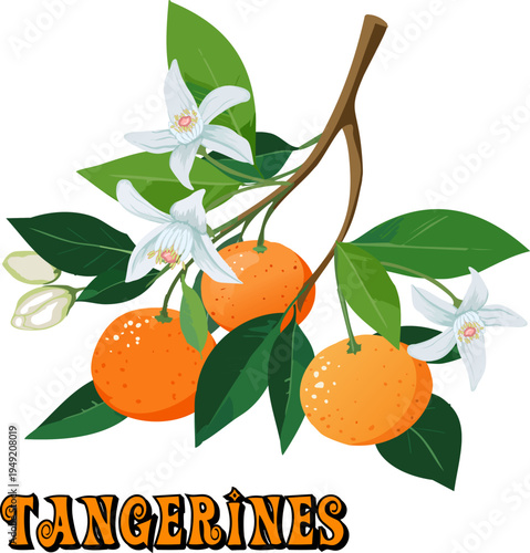 Illustration with tangerines on a branch.Color vector illustration with mandarin fruits and flowers on a tree branch.
