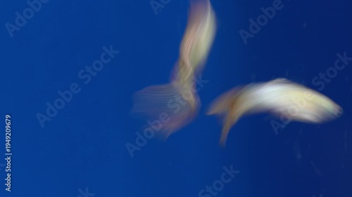 Thai guppy