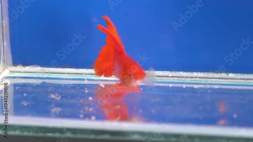 Thai guppy