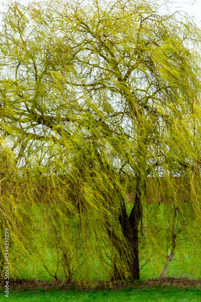 Fototapeta premium Weidenbaum im Frühjahr