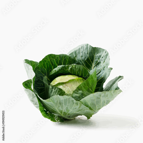 cabbage isolated on white background