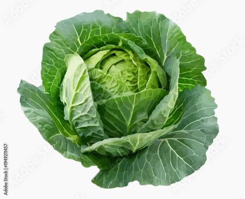 cabbage isolated on white