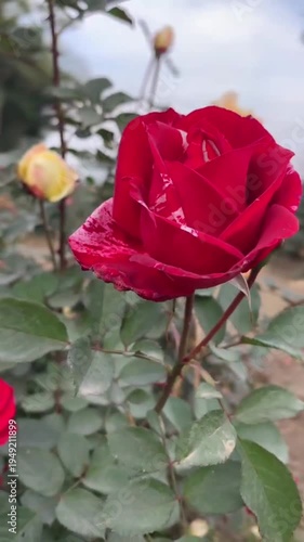 Beautiful Red and Yellow Hybrid Roses Blooming in a Garden Nursery.