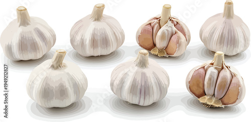 Fresh Garlic Bulbs on White Background
