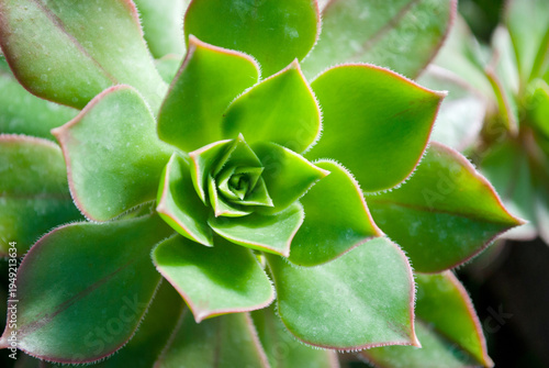 Close-up of an Aeonium haworthii 'Kiwi' succulent. Its striking tri-colored rosettes feature green centers, creamy-yellow edges, and pink margins, creating a beautiful natural pattern