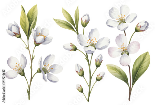 White jasmine blossom branches with leaves in soft watercolor botanical composition isolated.