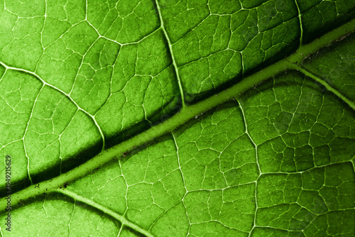  Fresh organic leaf surface with distinct veins, representing growth, ecology, and photosynthesis.