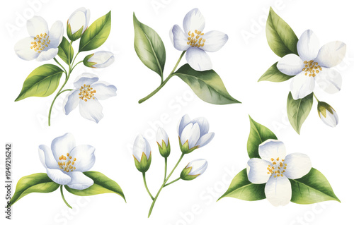 White jasmine blossom branches with leaves in soft watercolor botanical composition isolated.