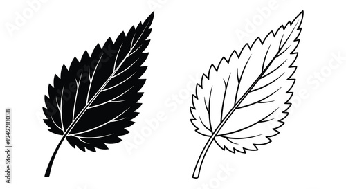 Two leaves one dark and one light displayed in a striking silhouette