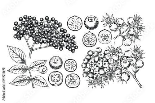 Assorted berries and juniper branches vector illustration