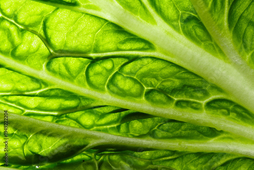 Close-up of organic Chinese cabbage leaf, showing intricate vascular network and natural cellular structure.  Macro texture of fresh napa cabbage leaf  