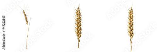 Bild auf Leinwand Set of Single Golden Wheat Head Cereal Grain Isolated on White Background, PNG