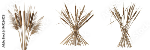 Quadro em tela Set of Dried Wild Reeds and Tall Grass Bundle Isolated on White Background, PNG