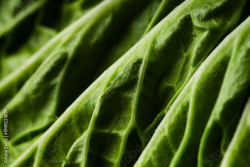  Close-up of fresh organic Swiss chard or spinach leaf, showcasing vibrant green color and rich healthy texture.