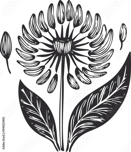 black and white dandelion tattoo wood block printing etch style design, transparent illustration floral botanical drawing, plant fluff puff ball stamp carved art, hand drawn isolated vector graphic 2d