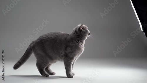 Adorable Gray Cat Stands and Sits Posing in a Studio with Dramatic Lighting on a Light Gray Background