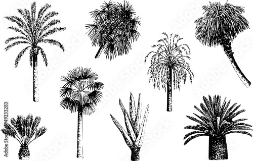 Collection of black and white detailed etchings of various palm trees and tropical plants