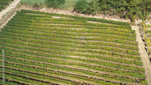 Barbaresco village and Langhe vineyards in Piedmont, Italy