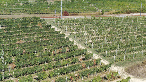 Barbaresco village and Langhe vineyards in Piedmont, Italy
