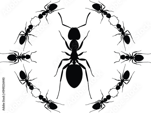 Black silhouettes of ants arranged in a circular pattern around a larger central queen ant isolated on a white background