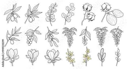 An elegant collection of hand-drawn botanical elements, showcasing various branches with olives, berries, eucalyptus, cotton, and blooming magnolia flowers.