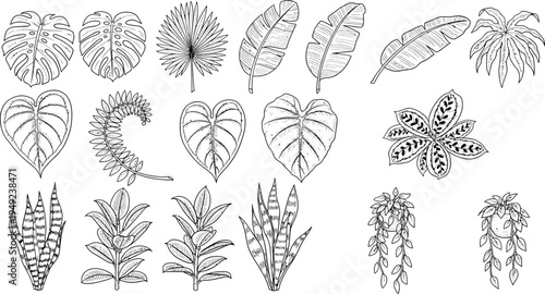 A lush hand-drawn collection of various tropical leaves and exotic foliage, including monstera, banana, palm, elephant ear, and snake plant varieties.