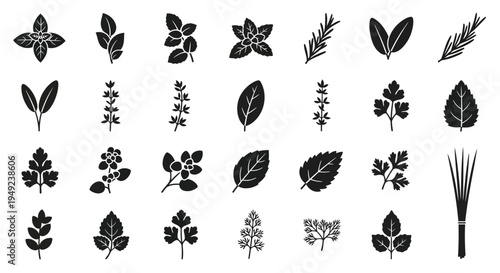 A large collection of various fresh herb and spice plant leaf silhouettes, illustrating different aromatic culinary ingredients for cooking and healthy living.