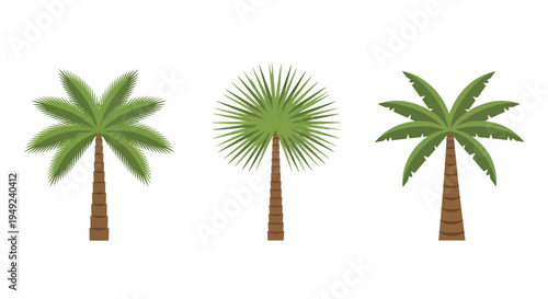 Three distinct palm trees illustration on white background.
