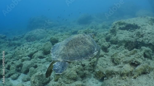turtle swimming  underwater. green sea turtle (Chelonia mydas) swimming and feeding ocean grass scenery  with animal eating