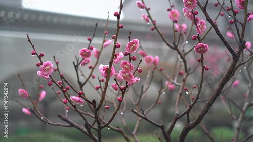 Close-up of delicate pink plum blossoms with water droplets on branches against a blurred background of a misty building and foliage in a garden setting during springtime