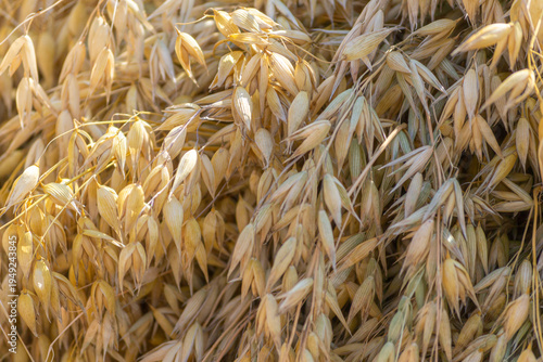 A detailed view of oat heads bending under the weight of ripe grains. The warm, soft light of late summer enhances the golden tones of the crop