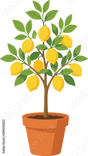 Healthy potted lemon tree with ripe yellow citrus fruits and lush green leaves, symbolizing gardening, organic farming, home cultivation, nature freshness, and indoor fruit plant photography.