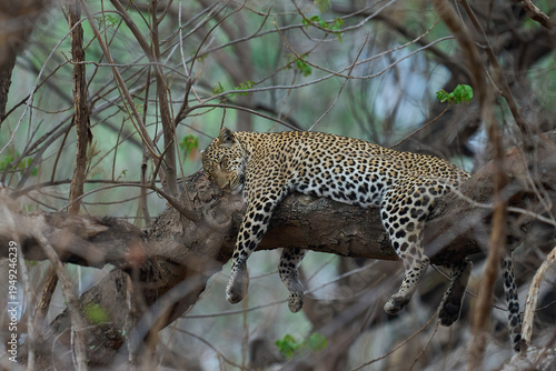 Leopard (Panthera pardus) in a tree in South Luangwa National Park, Zambia