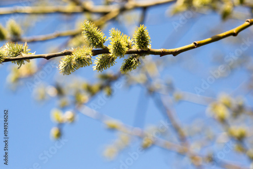 Flowering catkins of a willow branch against a clear blue sky