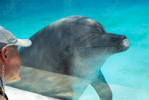 Photography Dolphins engage in friendly and intimate interactions with humans in aquariums