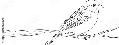 A detailed and elegant line art drawing of a small songbird with delicate feathers, perched serenely on a tree branch, presented on a pure white background for versatile use.