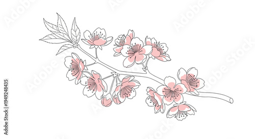 A beautiful delicate branch of cherry blossoms with light pink petals and fresh green leaves, ideal for elegant spring designs and romantic floral themes, presented as a graceful vector illustration.