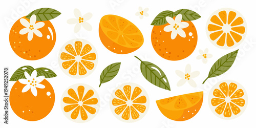 Stylized illustration of oranges orange slices and blossoms on white
