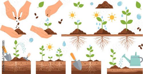 Seed Planting and Plant Growth Stages Vector Illustration Showing Gardening Process with Soil Preparation, Watering, Sunlight, Root Development and Young Green Plants