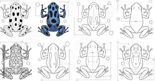 Poison Dart Frog Vector Illustration Set with Top View Frog Anatomy, Pattern Variations and Amphibian Wildlife Scientific Drawing