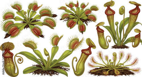 Carnivorous Plants Vector Set Featuring Venus Flytraps, Pitcher Plants, and Sundews for Botanical and Nature Illustrations