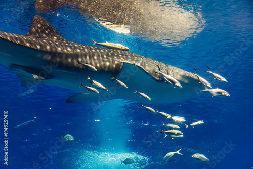 A giant whale shark leads a school of symbiotic fish through the deep blue waters with graceful movements.