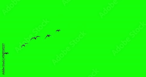 Geese birds flying overhead green screen